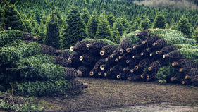 Prophecy Of The Christmas Tree?—Jer. 10.3-4