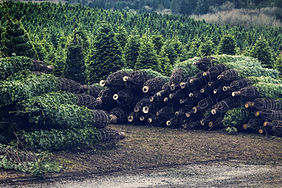 Christmas Tree Farm