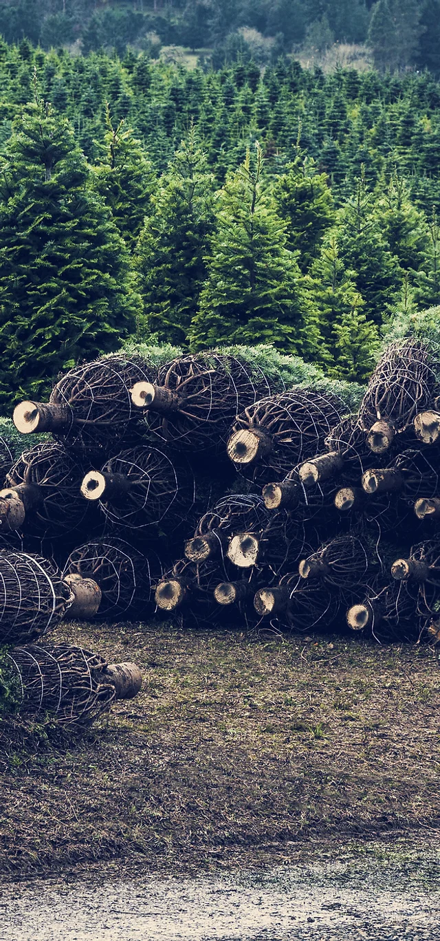 Home Tree Distributors Rey S Trees Llc