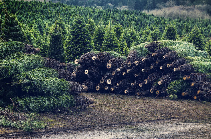 Christmas Tree Farm