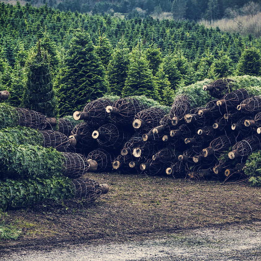 CHRISTMAS TREE, WREATH, EVERGREEN SWAG & GARLAND FUNDRAISER