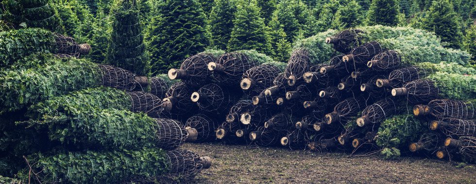 CHRISTMAS TREES WRAPPED IN NETTING ON TREE FARM WITH A FIELD OF TREES