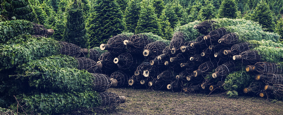 Christmas Tree Farm