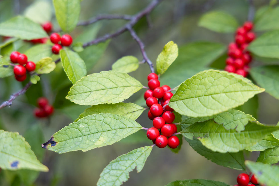 Winter Solstice 2025