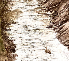 Ditch Clearance Worcestershire 4_edited.jpg