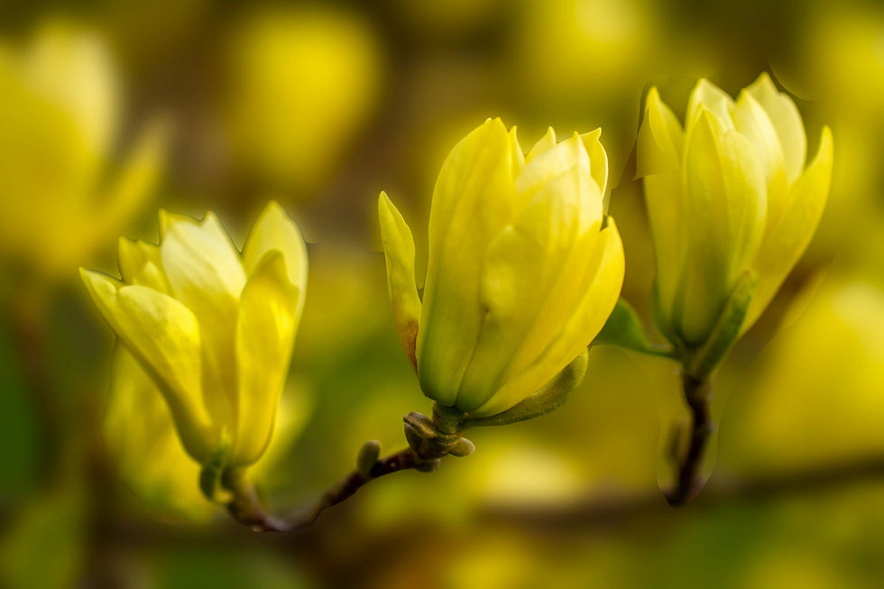 Three yellow magnolia flower buds on a branch against a soft blurred green-gold background, bright and springlike