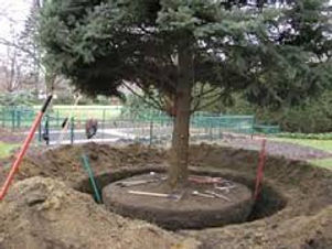 tree installation.jpeg