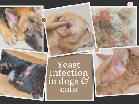 solutions to yeast infections in dogs and cats