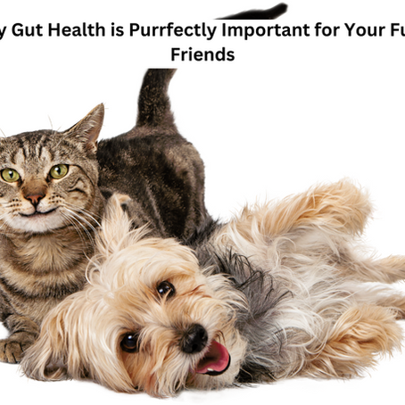 Holistic Aid for Digestive Upsets in Dogs & Cats