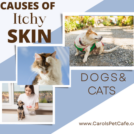 Itchy Skin Solutions for Dogs & Cats