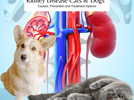 Kidney Problems in Dogs & Cats