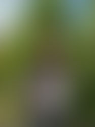 Liverpool Cat's Life Saved By Cheshire Animal Hospital After Beloved Pet Swallowed Rat Poison