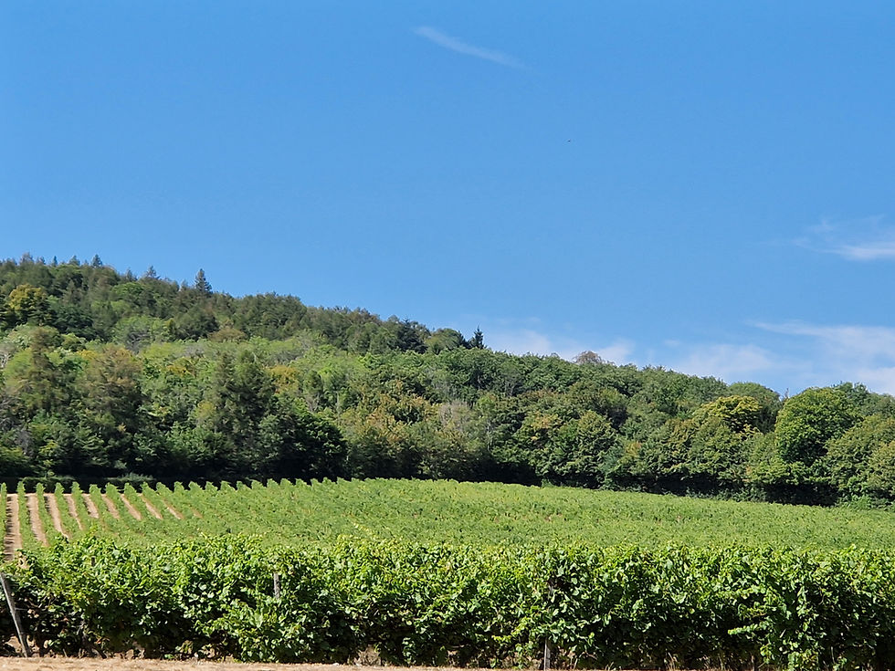 A Vineyard in the Surrey Hills - Denby's wine estate