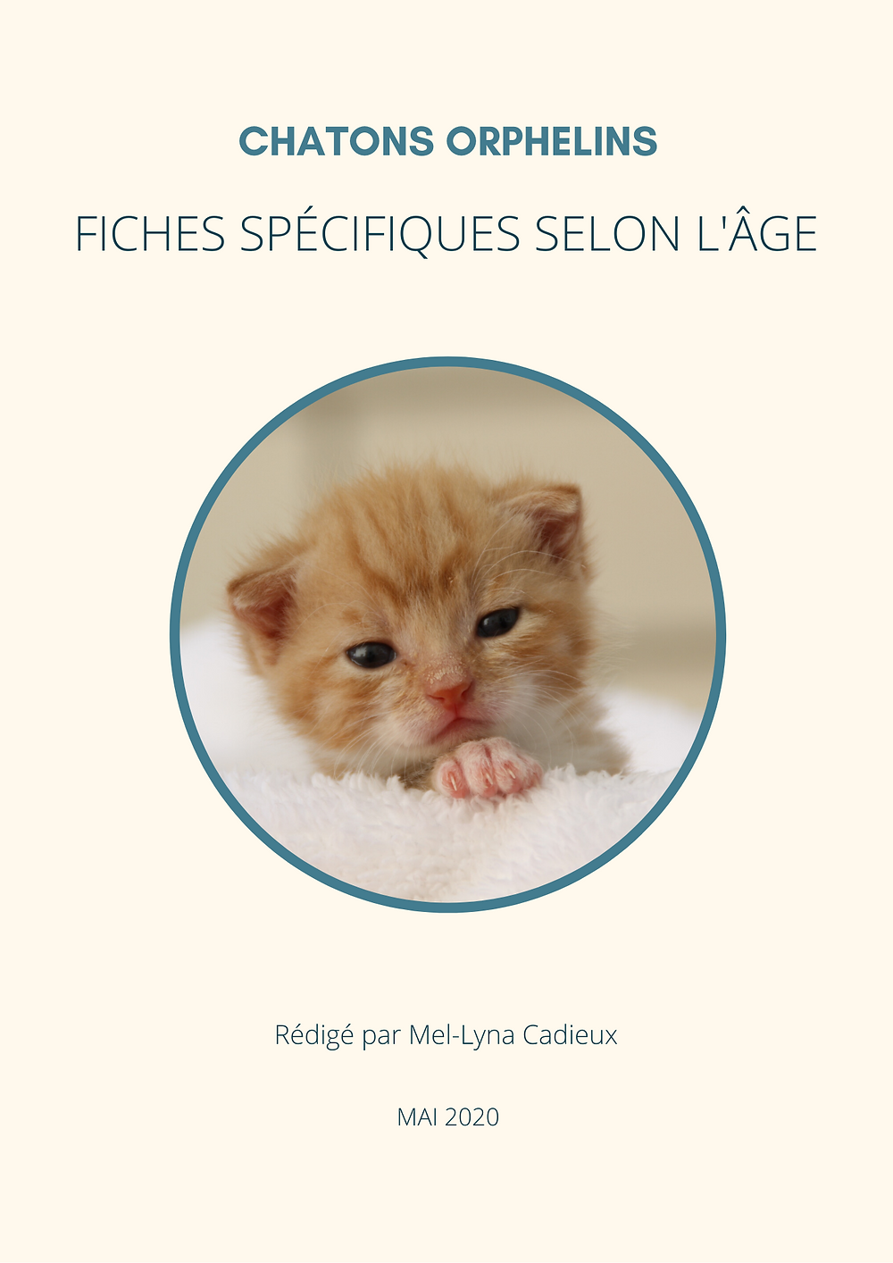 Guide De Survie Pour Chatons Orphelins Guide De Survie Pour Chatons Orphelins