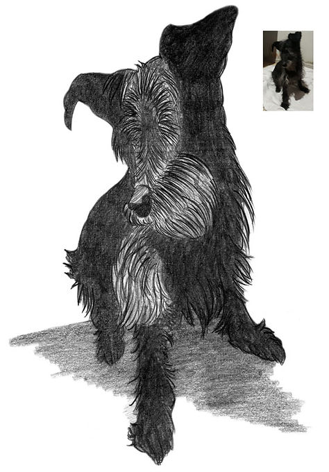 Retrato Cachorro a Lápis