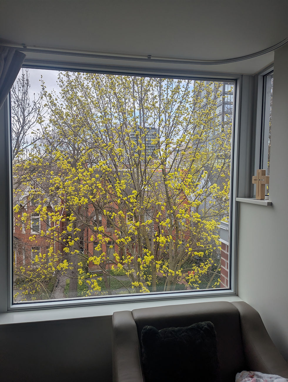 We have a beautiful tree blooming in all God's glory outside our window! 