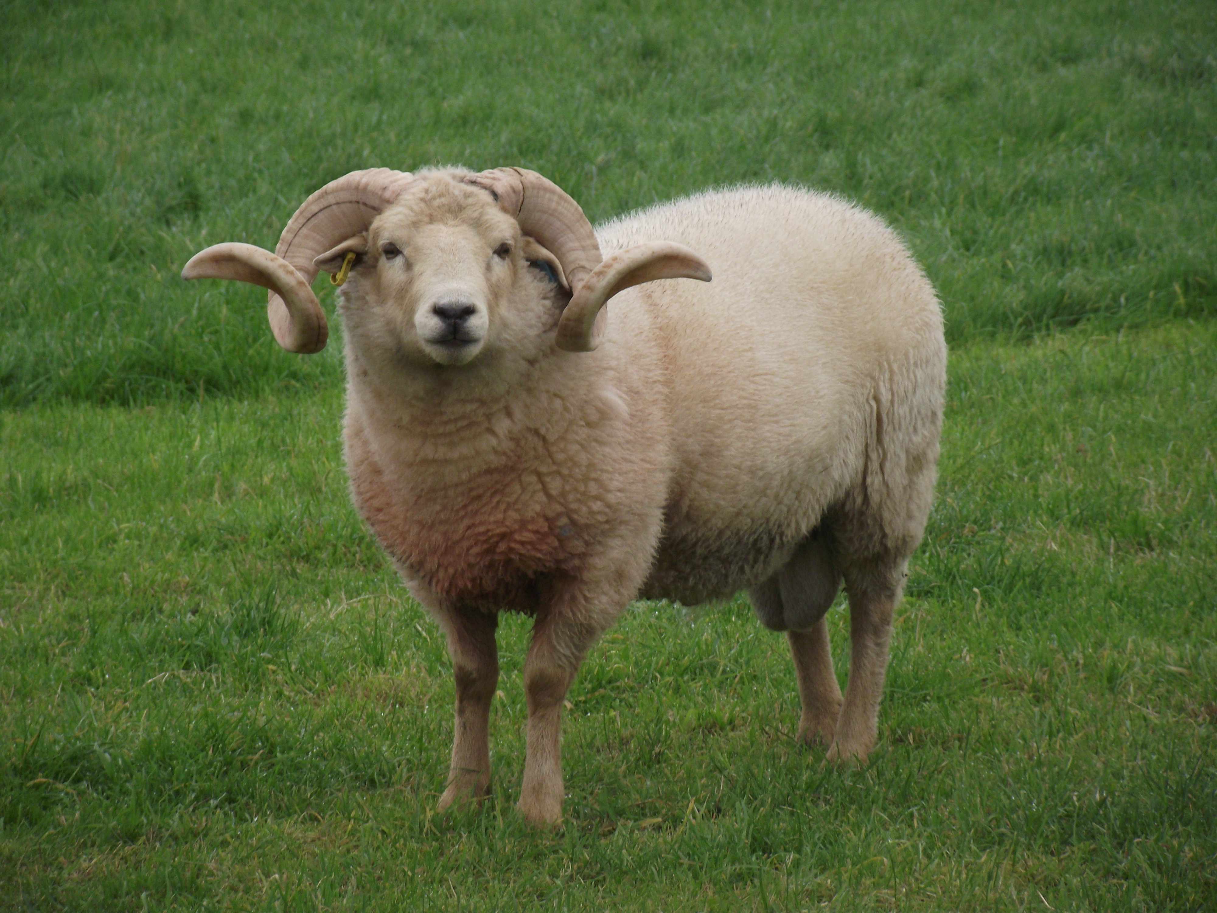 Gallery portlandsheep