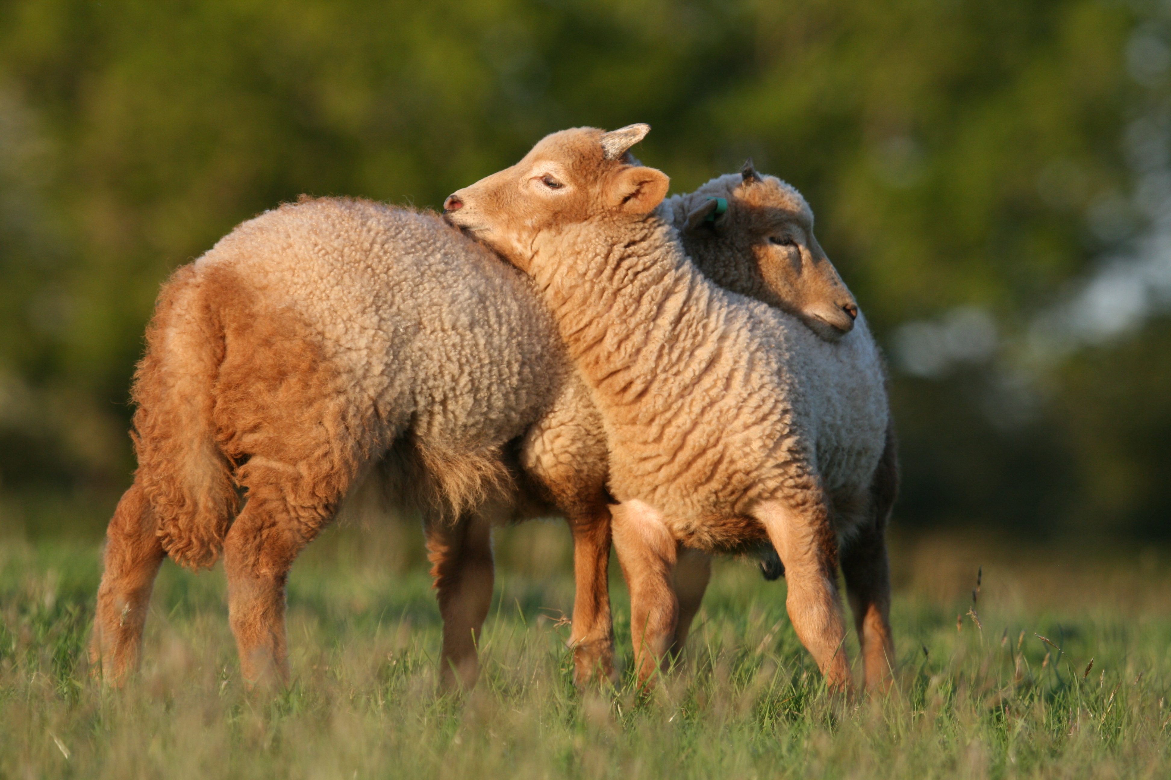 Gallery portlandsheep