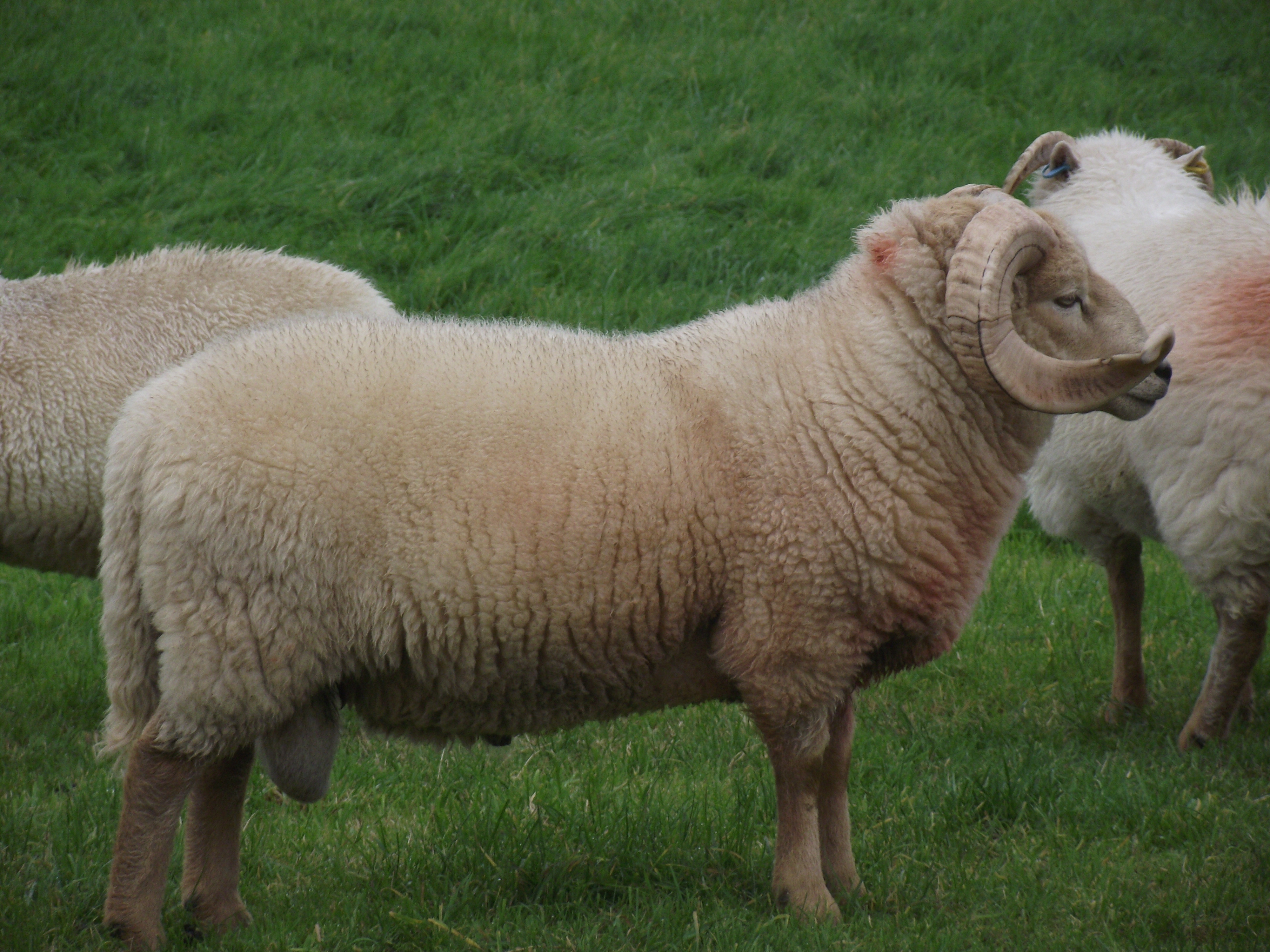 Gallery portlandsheep