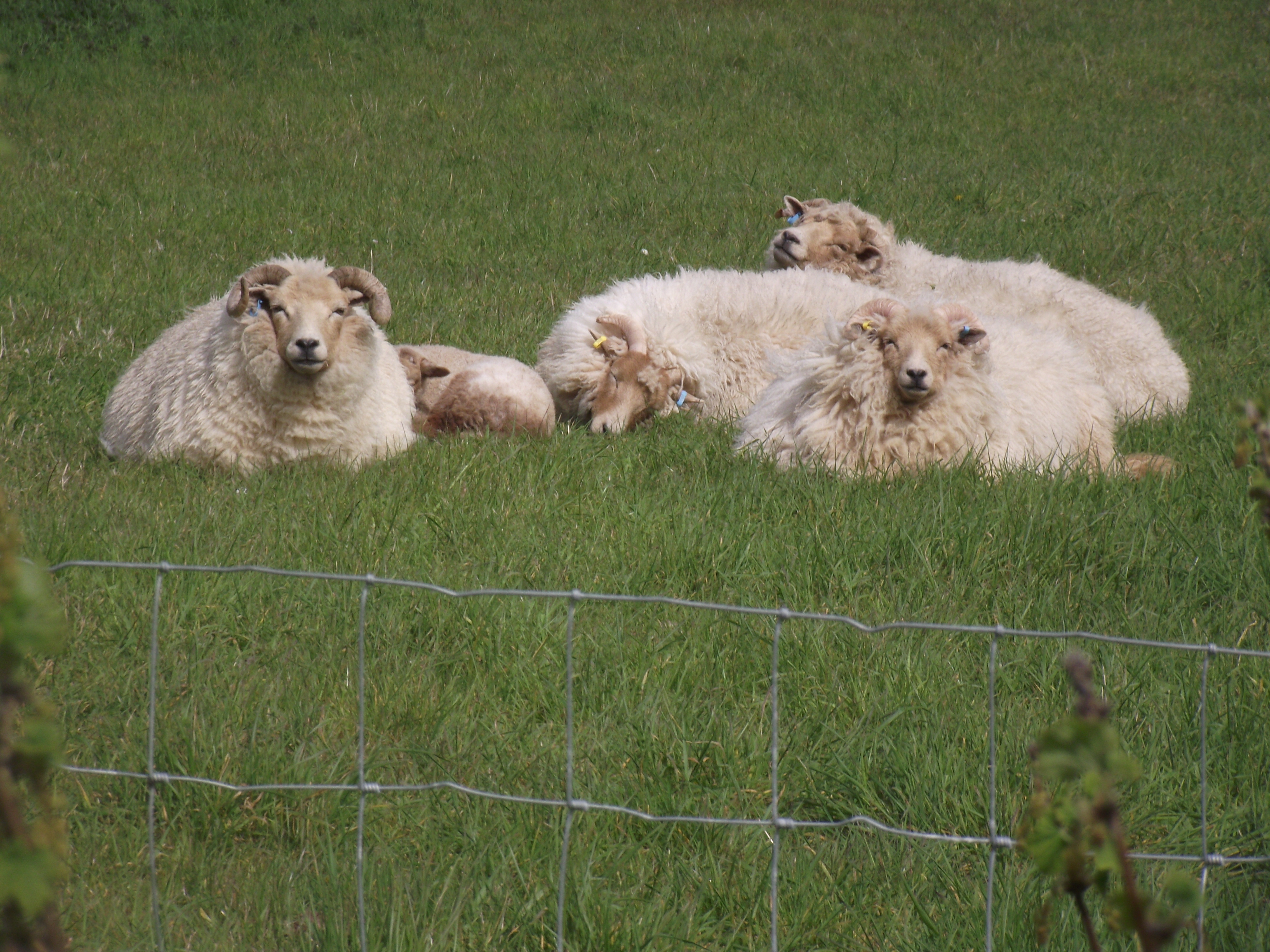 Gallery portlandsheep