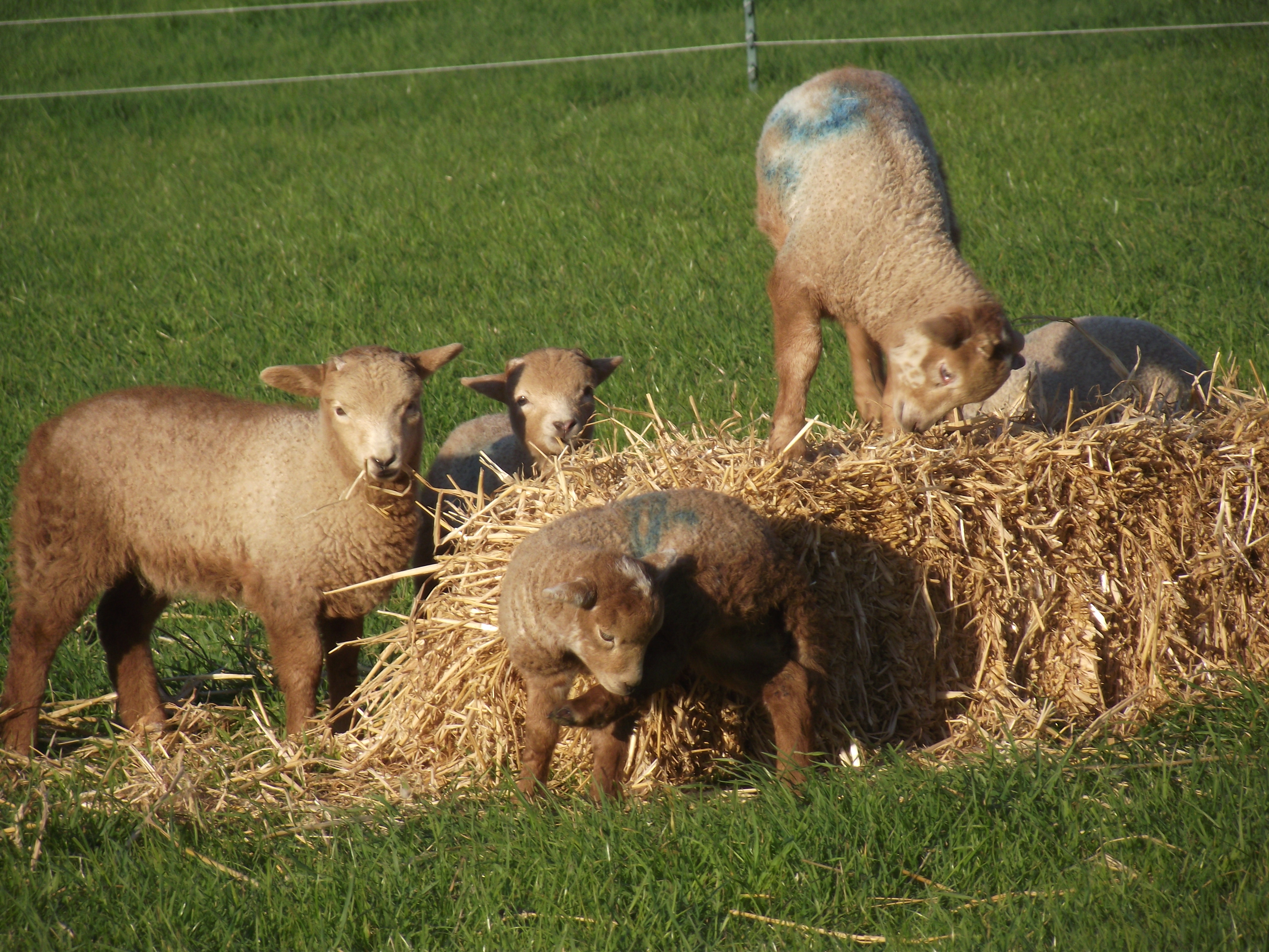 Gallery portlandsheep
