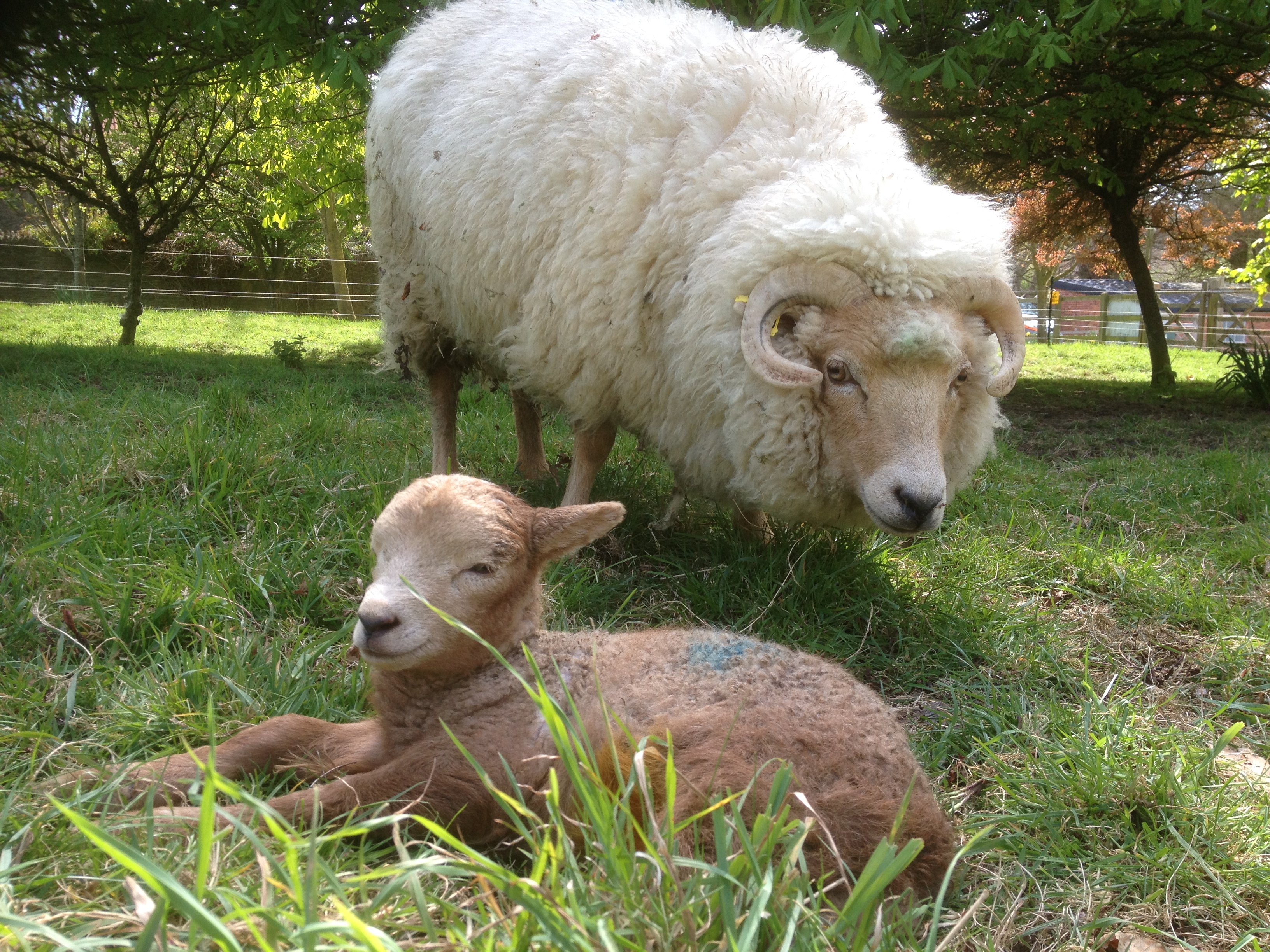 Gallery portlandsheep