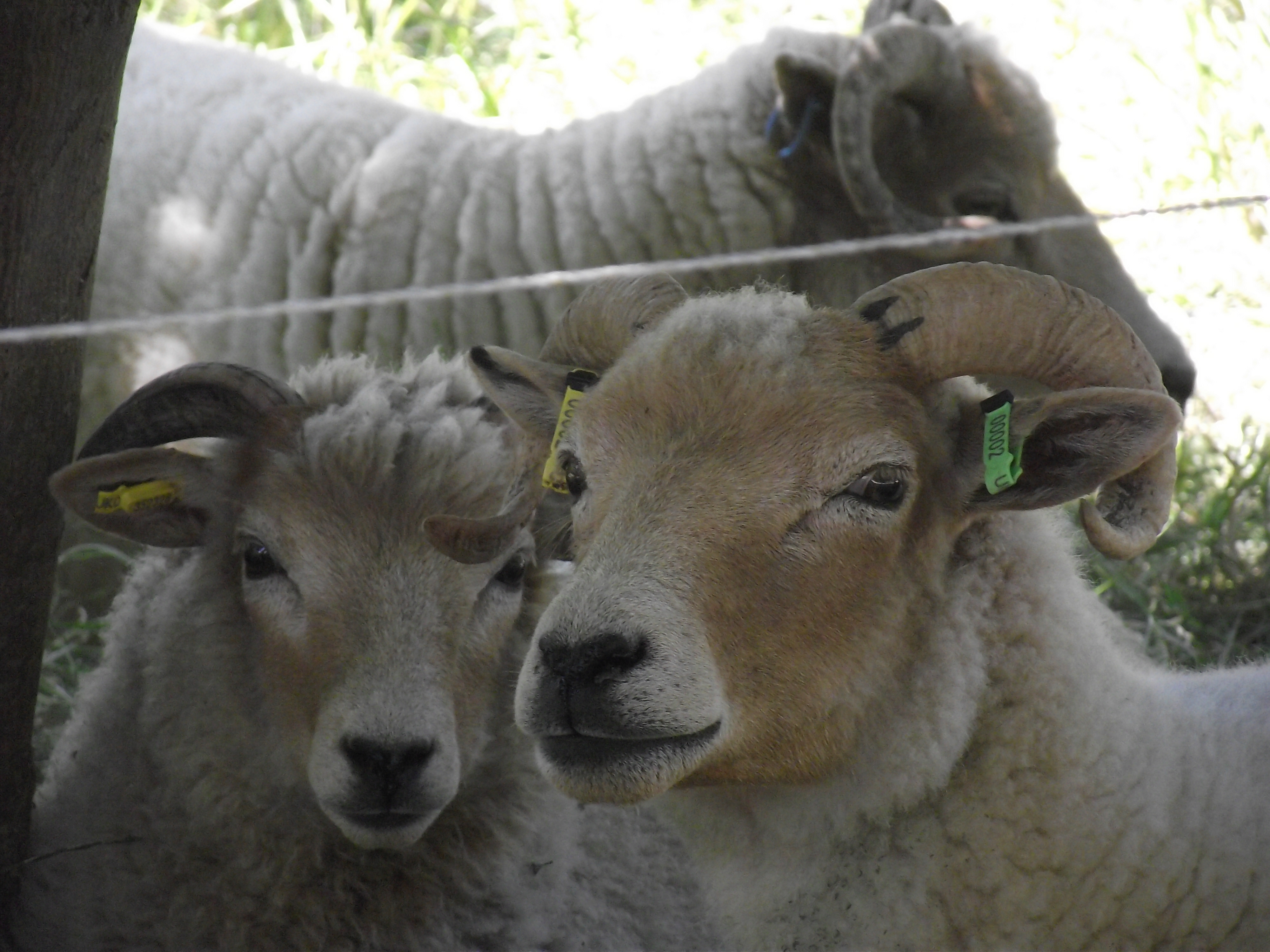 Gallery portlandsheep