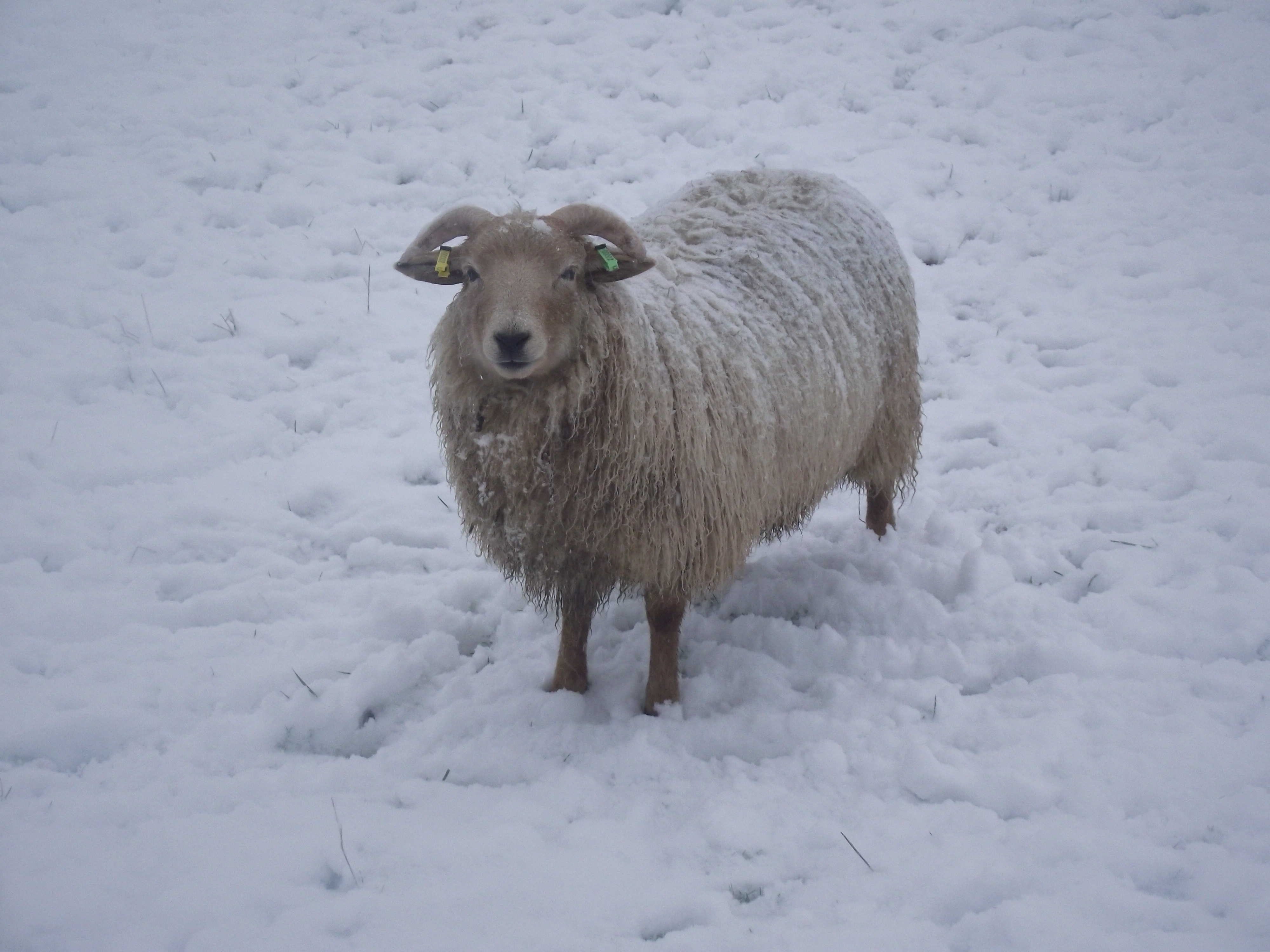 Gallery portlandsheep