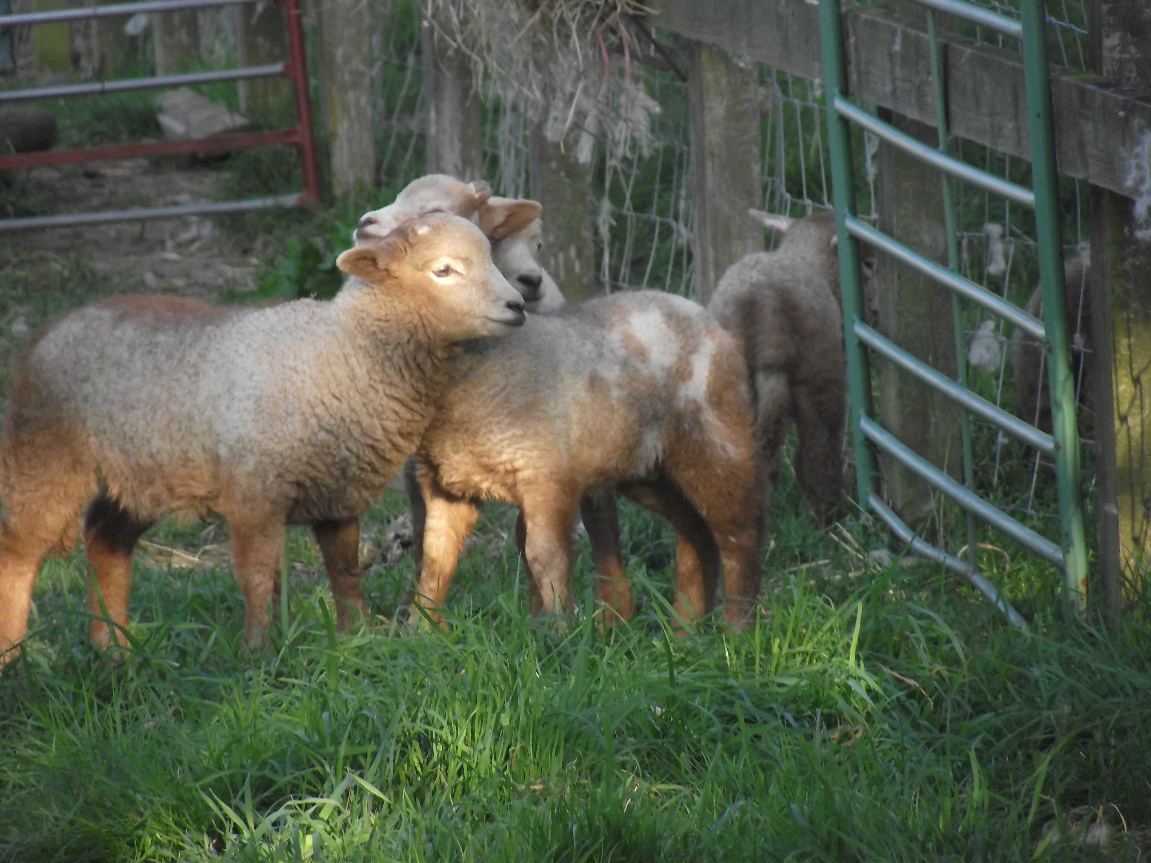 Gallery portlandsheep