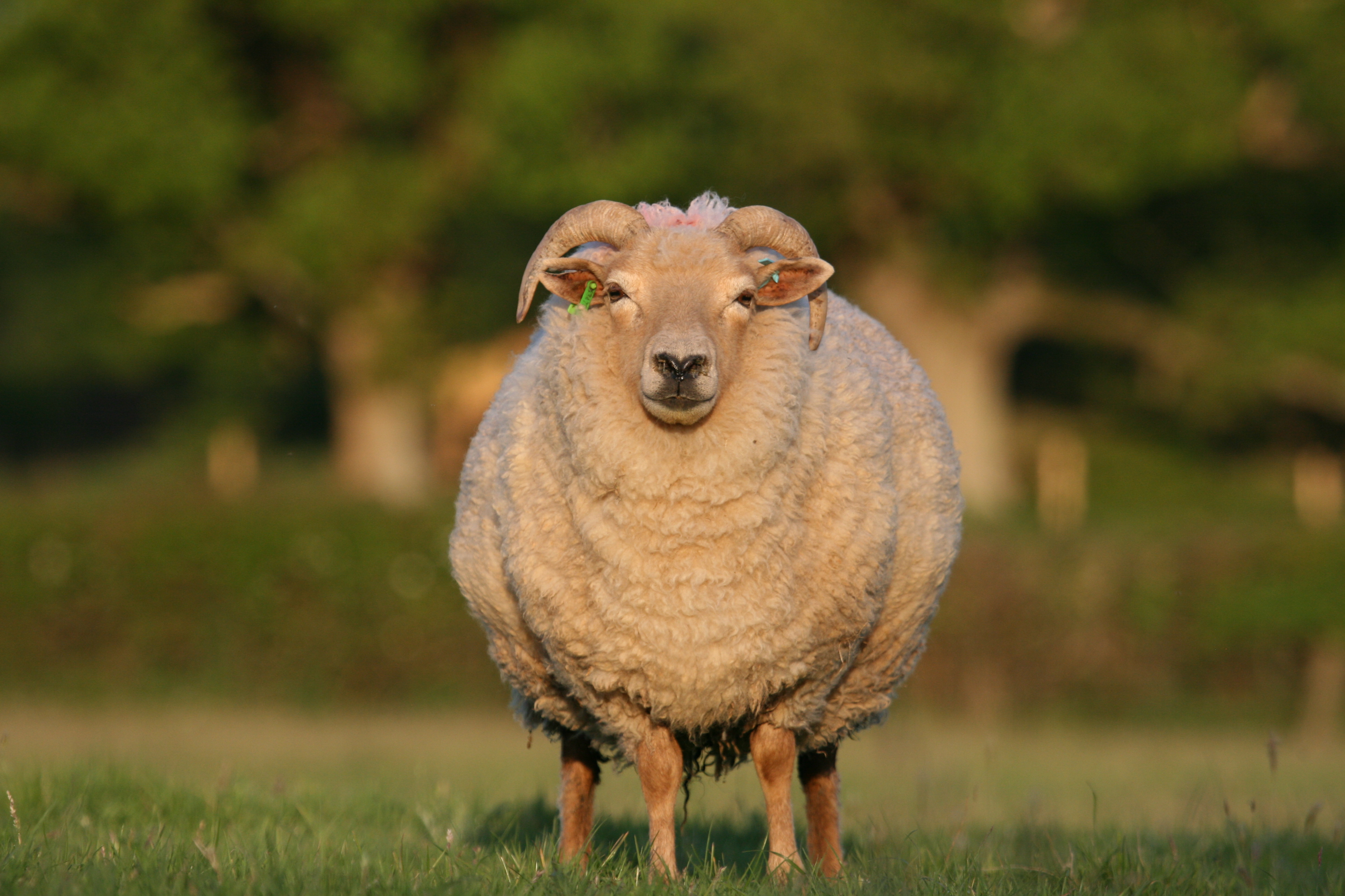 Gallery portlandsheep