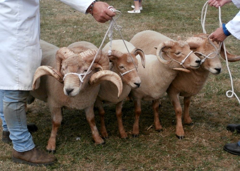 Gallery portlandsheep