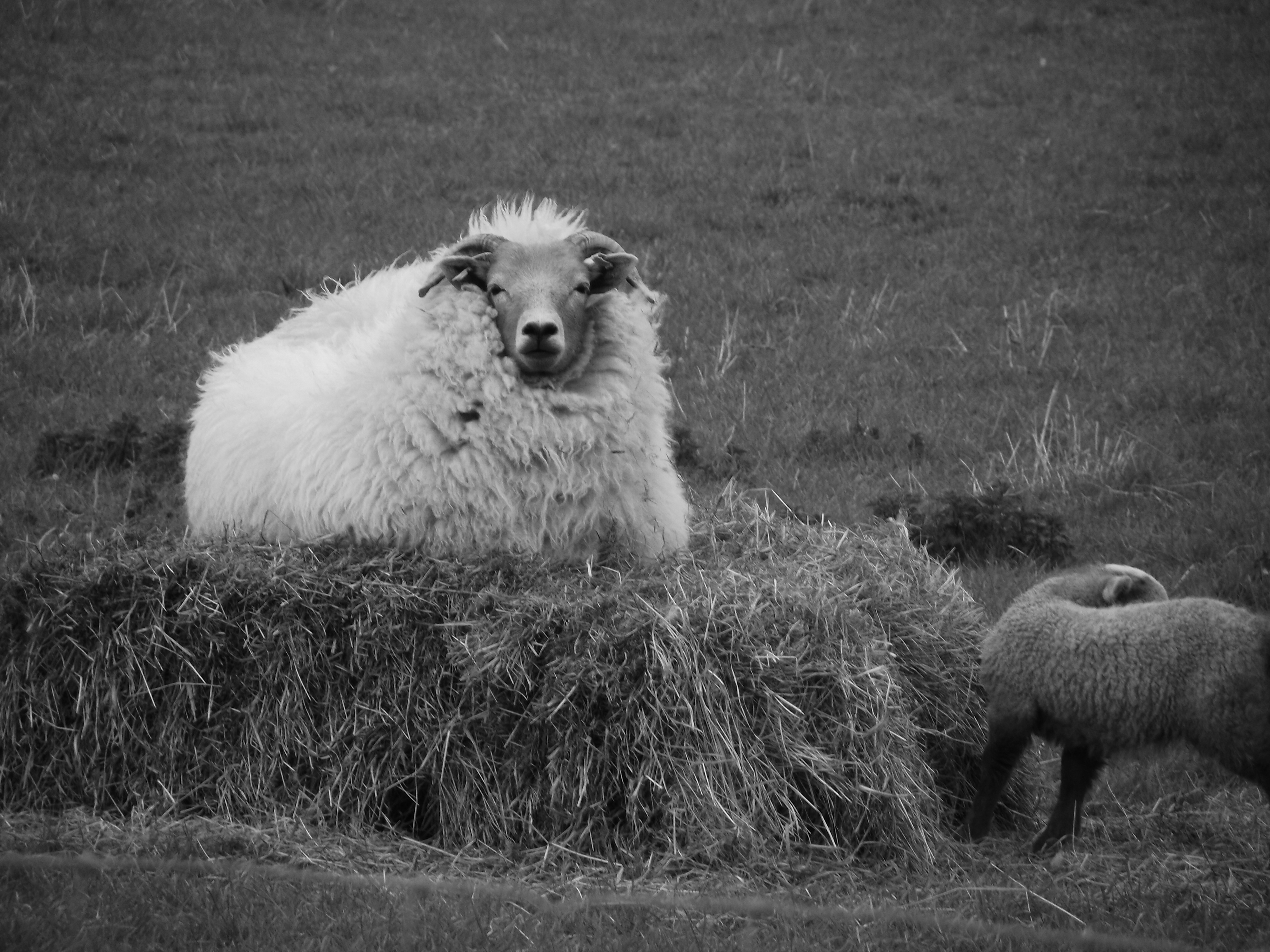 Gallery portlandsheep