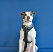 Pit Bull Mix sitting and smiling