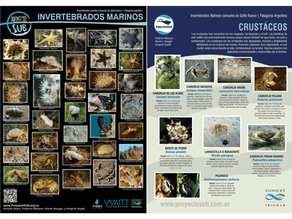 Afiches de invertebrados marinos de la Argentina
