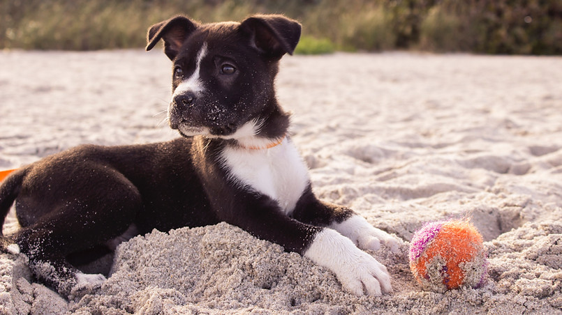 Chiot sur la plage