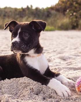 Puppy on the Beach