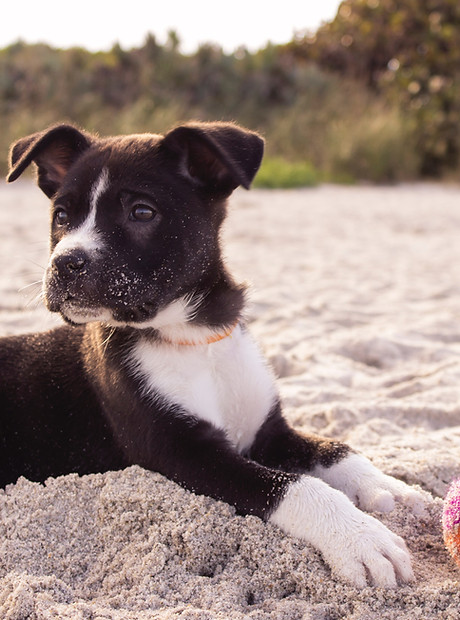 Puppy on the Beach