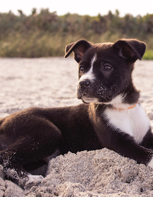 Puppy On Beach