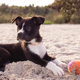 Puppy on the Beach sitting and looking away