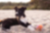 Puppy on the Beach
