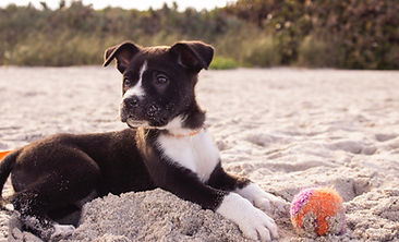 Puppy on the Beach