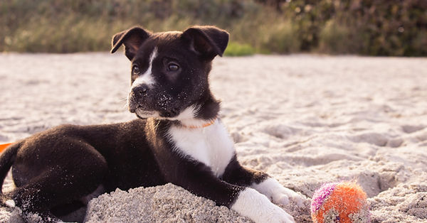 Puppy on the Beach