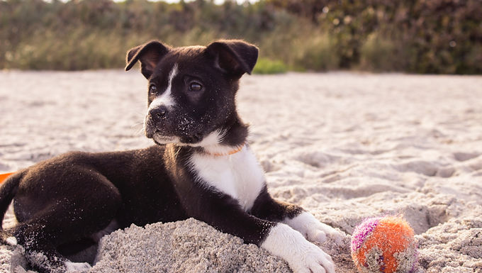 Puppy driving you nuts that you wonder what you got into?