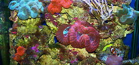 Aquarium coral