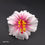 Thumbnail: Hibiscus Flower Hair Pick (White/Pink)