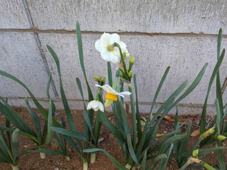 風信　沼のほとりから　第71号　令和八年一月 睦月