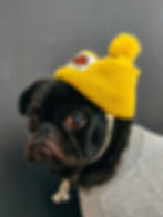 Dog with Hi Hat Marketing hat 