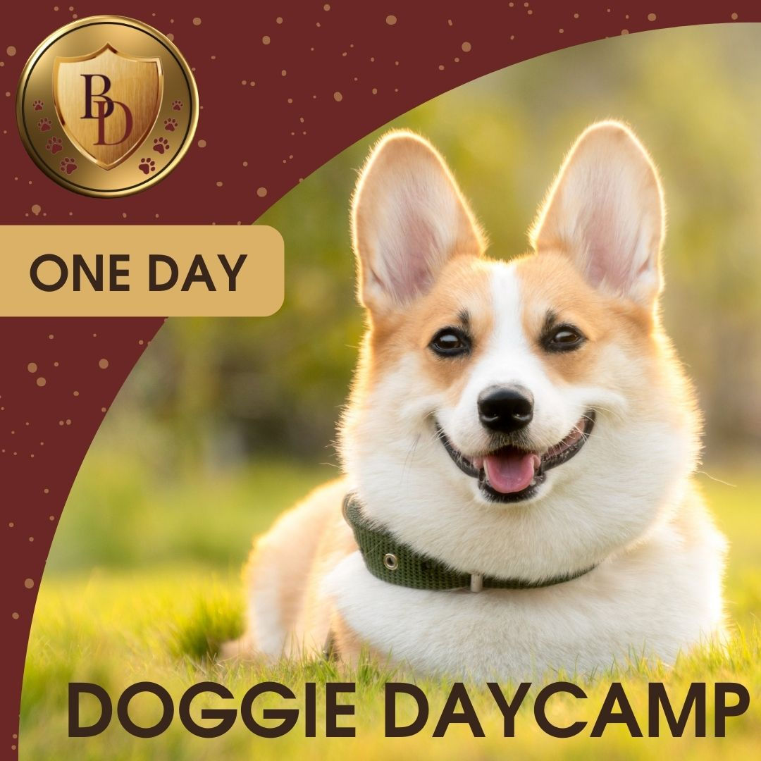 One-Day Doggie Daycamp: Your Dog's Ultimate Staycation Experience!