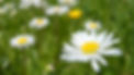 Shelly Straub Daisy.jpg