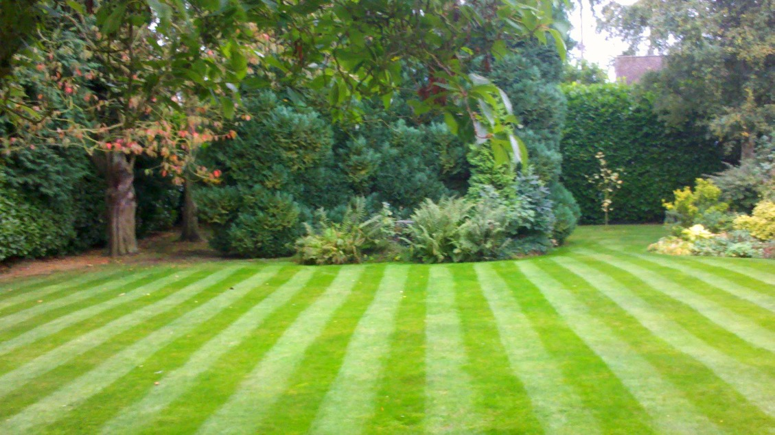 Gardener Tunbridge Wells area The Garden Professional